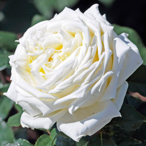 Vrtnica intenzivnega vonja - Roza - Jeanne Moreau® - Na spletni nakup vrtnice